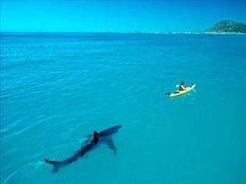 Üstelik bizim bakmaktan bile korktuğumuz köpekbalığının kıkırdağının kanser hastalığının tedavisinde bile kullanıldığını biliyor muydunuz? Yeryüzünde kabuğunu yenileyebilen tek hayvan özelliğini taşıyan salyangozun salgısının hemen her cilt hastalığını iyileştirici özellikte oluşu şaşırtıcı değil mi?