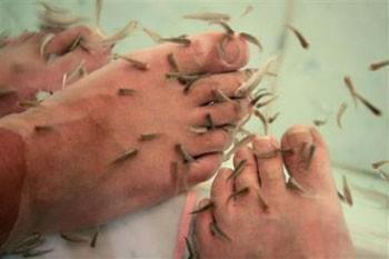 Tokyo'da bir kaplıca otelinde kullanılan balıkların deri hastalıklarına iyi geldiğine inanılıyor.