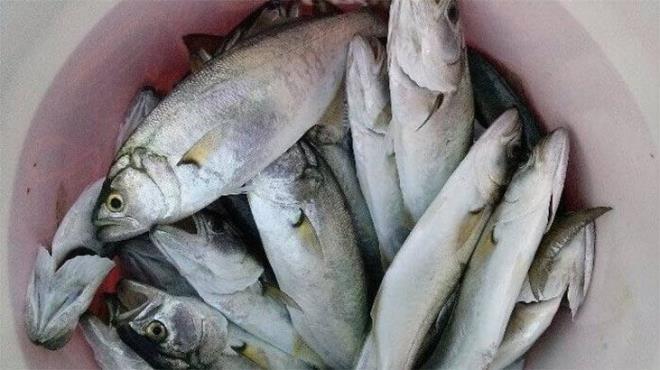 Çevre Araştırmaları tarafından yayınlanan bulgular, yılda tek bir porsiyon tatlı su balığı yemenin bile, kişinin sağlığına zararlı olabilecek PFAS olarak da bilinen yüksek düzeyde perfloroalkil maddelerle dolu bir aylık içme suyuna eşdeğer olabileceğini ortaya koydu.