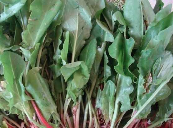 KUZU KULAĞI    Kuzu kulağı, pişirilip suyu süzüldüğünde beyni çalıştırır ve mideye oldukça faydalıdır.