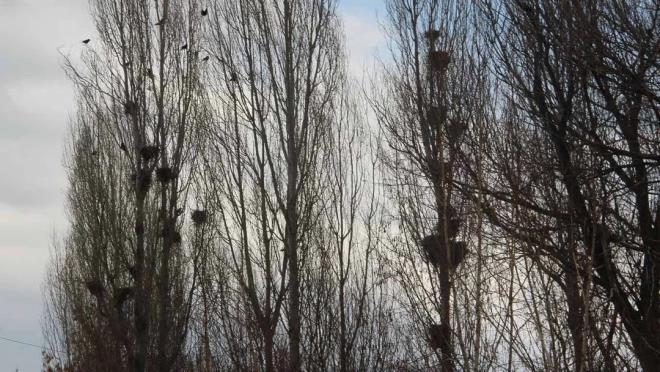 ERZURUM'daki Söğütlü Mahallesi'ni kargalar istila etti. Tarımla uğraşan vatandaşlar, aldıkları önlemler de işe yaramayınca çileden çıktı. Kargaların mahalleyi istilası dron ile görüntülendi.
