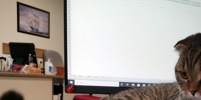 Kedi 'Mebbis' Milli Eğitim Müdürlüğünün maskotu oldu
