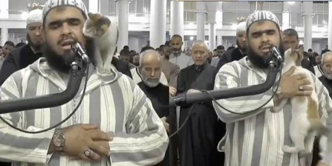 Teravih namazı kıldıran imamın kedi şefkati viral oldu