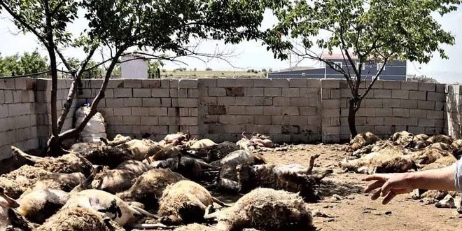 Sabah uyanan besici beyninden vurulmuşa döndü