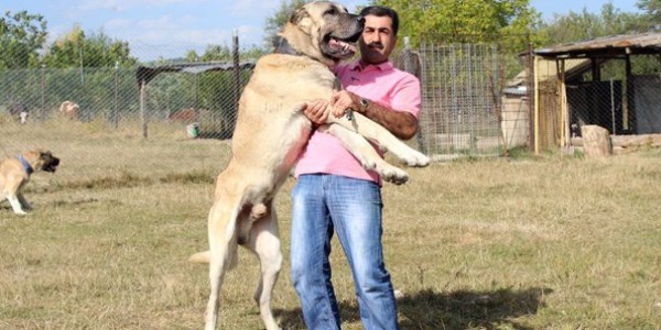 Otomobil parasına köpek satın aldı