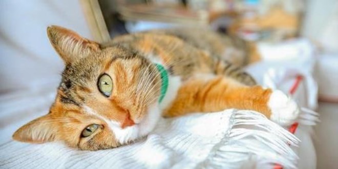 FİP salgını: 300 bin kedi öldü