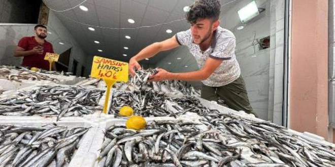 Karadeniz'de hamsi bolluğu: Kilosu 40 TL