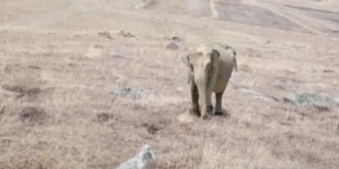 Ardahan'da fil alarmı: Jandarma harekete geçti