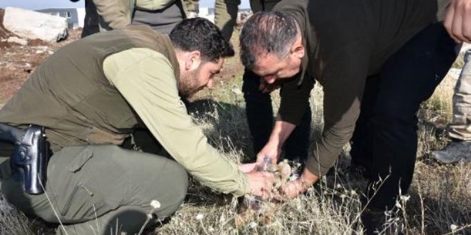 Fil alarmından sonra şimdi de kayıp aslan yavrusu ihbarı