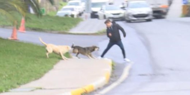 İstanbul'da başıboş köpekler yoldan geçenlere saldırdı