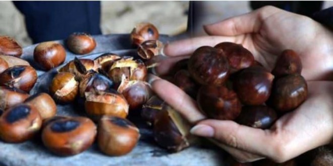 Gerçek kestane nasıl anlaşılır?