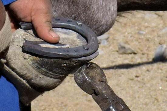 Nalbantlık,hayvan tırnakları altına demir parçası yani nal ya da nalça çakılması olarak biliniyor.