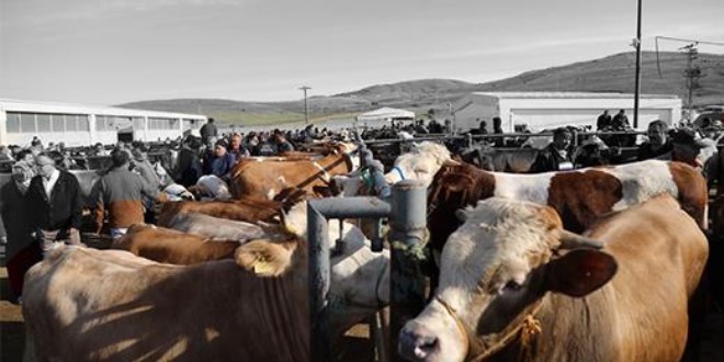 En ucuzu 8, en pahalısı 250 bin TL
