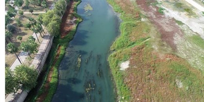 Seyhan Nehri yosun bataklığına döndü