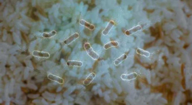 Dünya Sağlık Örgütü?ne göre her yıl yaz aylarında 600 milyon kişi besin zehirlenmelerinden etkileniyor  420 bin kişi hayatını kaybediyor.