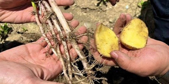 Patates üzerindeki siyah noktalara dikkat!