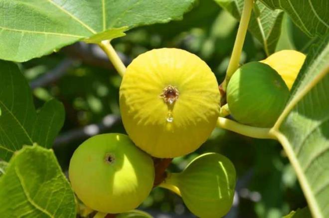 - Bazen ellerimizin üzerinde veya vücudumuzda siğil denilen pürüzler meydana gelmektedir.