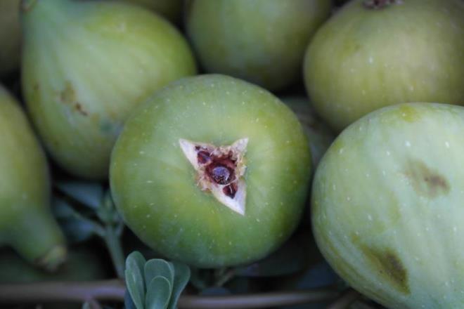 - Bu aynı zamanda sağlık problemidir. Siğillerin iyileşmesi için çok faydalıdır.