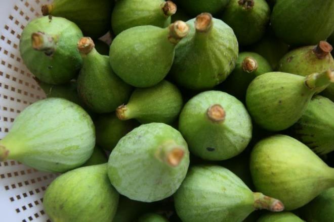 - Dişlerimizi fırçalarken bazen diş etleri kanayabilir. Bu durum güçsüz ve sağlıksız diş etlerinden kaynaklanmaktadır. İncir sütü diş etini güçlendirmektedir.