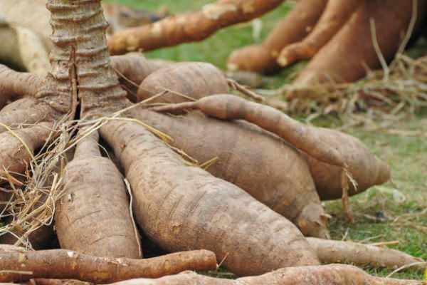 Manyokun kökleri bilinçsizce tüketildiğinde mide ağrısı, yanma, baş ağrısı gibi sonuçlar doğurabiliyor.