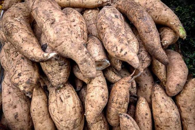 Manyok ile ilgili araştırmalar Kolombiya'daki 4 çocuğun geçirdikleri uçak kazası sonrası Amazon Ormanları'nda 40 gün hayatta kalma mücadelesi verdikleri yönünde basında yer alan haberler sonrası merak konusu oldu.