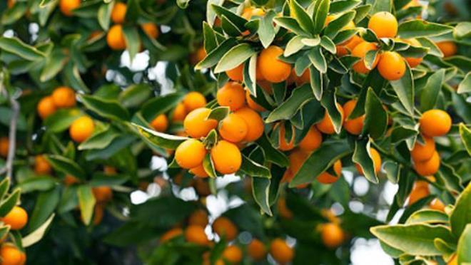 YAŞLANMAYI GECİKTİRİYOR<p>    Kumkuatın içerdiği çeşitli etkili antioksidanlar hücreleri serbest radikallerin neden olduğu hasarlardan koruyarak, yaşlanma belirtilerini geciktirir ve düzenli tüketime bağlı olarak daha genç bir görünüm sağlar.