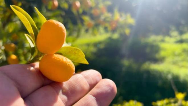 BAĞIŞIKLIK GÜÇLENDİRİCİ  <p>  Kumkuat, yüksek C vitamini içeriğiyle, düzenli tüketimde bağışıklık sistemini güçlendirici bir etki de gösterir. C vitamini bildiğimiz üzere vücudun enfeksiyonlara karşı daha dirençli olmasına yardımcı olur ve soğuk algınlığı gibi hastalıkların önlenmesinde önemli bir rol oynar. Ayrıca, kamkatın lif açısından zengin yapısı sindirim sistemini düzenleyerek bağırsakların sağlıklı çalışmasına yardımcı olur. Bu sayede kabızlık ve hazımsızlık gibi sindirim sorunları da engellenmiş olur.