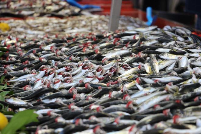 2 ay var daha sezonun bitmesine biz balıkçılar olarak bir bolluk daha bekliyoruz. Hafta içi Karadeniz ve Bolu'ya çok sert bir hava geliyor, bu süreçte deniz biraz karışır. Bu havanın arkasından bir bolluk daha olur. Hem vatandaş balık yemiş olur hem de biz satarız" ifadelerini kullandı.