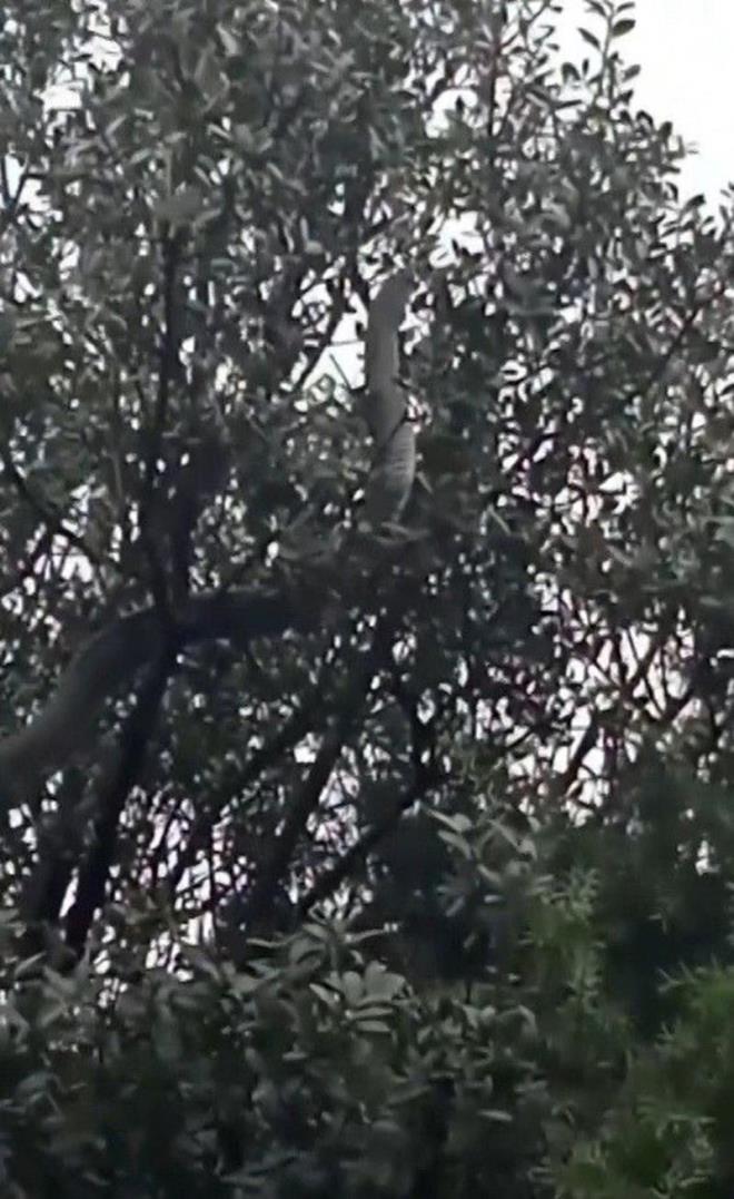 Çanakkale'nin Bayramiç ilçesinde dün Hacıkayyum bölgesinde yaklaşık 8 metrelik dev yılanı görenler korku dolu anlar yaşadı.