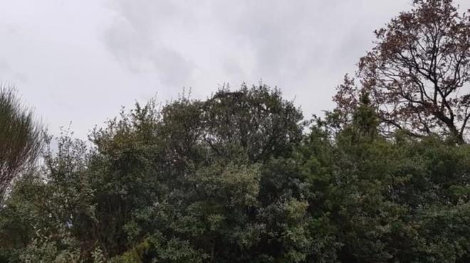 Ardından yılan yol kenarındaki meşe ağacına tırmandı. Bu sırada Savaş Kılıç, dev yılanı cep telefonu kamerasıyla görüntüledi.