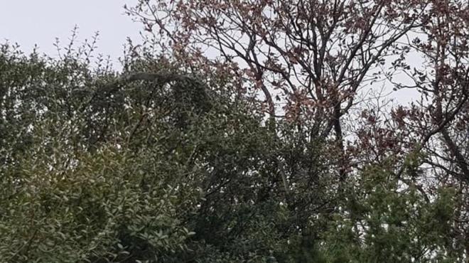 "BÖYLE DEHŞET BİR YILAN YOK"  <p>    Yaşanan olayı anlatan Günay Kılıç, "Ben böyle büyüklükte bir yılan görmedim. Devamlı toprakla uğraşan bir insanım. Daha önce çok yılan gördüm ama böyle bir şey görmedim. Böyle dehşet bir yılan yok. Bir ağaca çıkışı vardı, nasıl bir hayvan olduğunu anlamadım. Ağaca çıktı, boylu boyunca ağaca uzandı. Çok da kalın bir yılan. Ben görünce şok oldum." dedi.