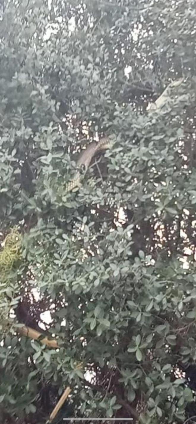 ZEHİRLİ DEĞİL, GÜNDÜZLERİ AVLANIR  <p>    Halk arasında "Bozyörük" olarak bilinen Hazer yılanı Avrupa kıtasındaki en büyük yılanlardan biridir. Bu tür zehirli değildir ve genellikle gündüzleri avlanır. Hazer yılanı habitat olarak genellikle yol kenarları, açık yamaçlar, vadi yamaçları, kayalık nehir kıyıları, bataklıklar, seyrek çalılıklı ve çimenli açık alanlar ile bahçe ve mezarlıkları tercih ederler.  <p>    Dağlarda deniz seviyesinden bin 500-bin 600 metre yüksekliğe kadar görülebilmektedir. Beslenme alışkanlığı olarak küçük memeliler, kendi boyutlarına göre kuşlar, kuş yavruları, kertenkeleler ve bazen kendilerinden küçük boyutlu yılan türlerini besin kaynağı olarak tüketirler. Hazer yılanı zehirli olmasa da vahşi olarak kabul edilir; hızlı ve uyarı vermeden ısırır. Tarım zararlısı olarak bilinen kemirgenleri ve diğer türleri de tükettikleri için doğal haşere kontrolünde önemli rol oynarlar.