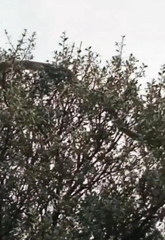 AĞAÇ DALI SANDILAR, DEV YILAN ÇIKTI  <p>    Bir süre sonra yolun ağaç devrilmesi sonucu kapalı olduğu görüldü. Yol ortasında devrilmiş ağaç dalını kaldırmak isteyen Günay Kılıç ve yeğeni Savaş Kılıç, onun ağaç değil dev bir yılan olduğunu fark edince şoke oldular.