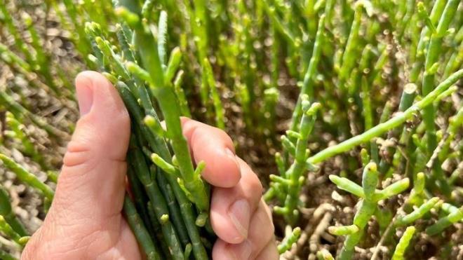 <h2>Kollajen görevi üstlenir!</h2><p></p><p>Kaya koruğu özü A vitamini içerir. Kollajen ve hyaluronik asit üretimini teşvik eder ve cildin nemli kalmasına yardımcı olur. Cilt daha pürüzsüz hale gelir, yüz hatları daha belirgin hale gelir ve cilt sağlıklı, yenilenmiş bir ışıltıya kavuşur.</p>