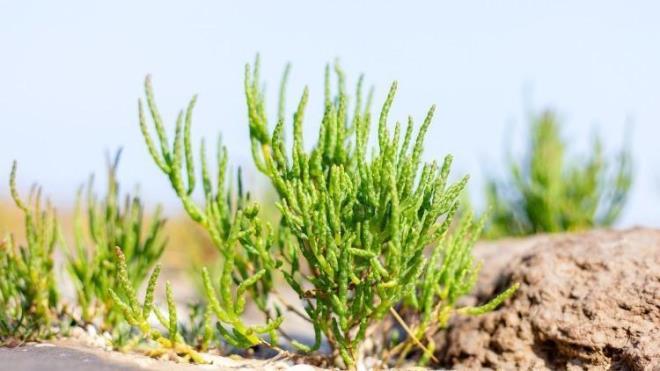 <p>Ülser ve mide ekşimesi gibi sorunların giderilmesine yardım eder.</p><p>Diş eti sorunlarına karşı çözüm yolu olarak kullanılır.</p><p>İştah açar.</p><p>İltihaplı hastalıklardan olan fistül, yanık yaraları ve egzama gibi rahatsızlıkların giderilmesini sağlar.</p>