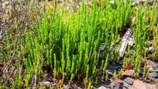 Kaya Koruğu Nerede Yetişir?<p>    Akdeniz ve Ege bölgesinin kayalık bölgelerinde dört mevsim boyunca kaya koruğu yetişir. Denize bakan yamaçlarda bulunan kaya koruğunun ekonomik değeri de oldukça yüksektir. Deniz kenarlarından ya da kumluk arazilerden toplanan kaya koruğu haziran ve eylül aylarında daha çok bulunurken kış aylarında daha az toplanır. Taze olarak kaya koruğunu semt pazarlarında, market ve manavlarda bulmak mümkündür. Kaya koruğunu direkt bitki olarak ya da turşu halinde de marketlerde bulabilirsiniz.