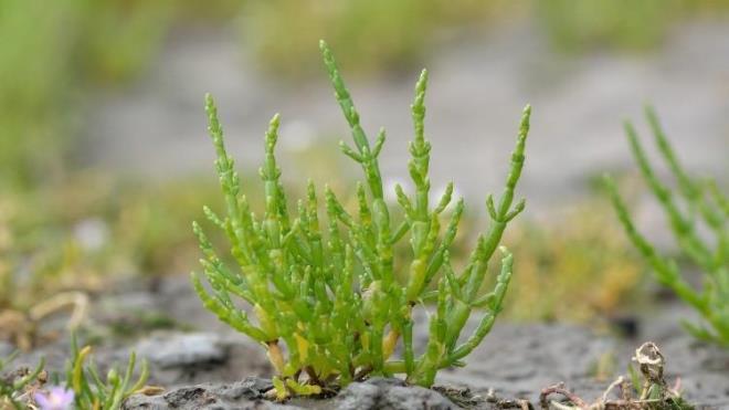 <p>Derinin keratonik yapısını bozmadan ağrı kesici etkisi yaratır.</p><p>Egzama, nasır ve cilt iltihabı tedavilerinde sıkça kullanılır.</p><p>Kaya koruğunun suyuyla pansuman yapılması halinde siğiller yok olur.</p><p>Hücre yenileyici özelliği olması cildin onarılmasını ve yenilmesini sağlar.</p><p>İshal ve bağırsak yaralarına iyi gelir.</p><p>Vücudu kuvvetlendirerek enerji verir, bağışıklık sisteminin güçlenmesine yardımcı olur.</p>