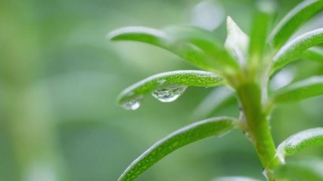 Kaya koruğu Akdeniz ve Ege bölgesinin deniz kenarlarında yetişen ekşi ve baharatlı bir bitkidir. Safrayı düzenleyen ve egzama, sivilce, siğil gibi cilt sorunlarına da iyi gelir. Ayrıca içeriğinde C vitamini sayesinde ülser, mide ekşimesi gibi sorunları gidermeye iyi gelir. Kozmetik sektöründe de kullanılan kaya koruğu faydaları saymakla bitmiyor. İşte gizli hazine kaya koruğu ile ilgili bilgiler...