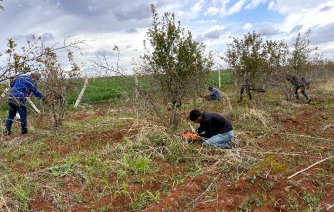 AB tarafından tescillenmiş 21 üründen biri olan ve bu liste içinde tek nar türü olma özelliği taşıyan Suruç narı, hem ekonomik değeri hem de kültürel mirasıyla dikkat çekiyor. Hasat zamanı büyük bir coşkuyla karşılanan Suruç narı, her yıl olduğu gibi bu yıl da dünyanın dört bir yanından alıcıların ilgisini çekmeye devam ediyor.