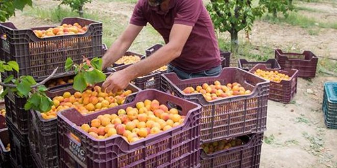 Tadı, rengi ve aromasıyla öne çıkan tescilli lezzet