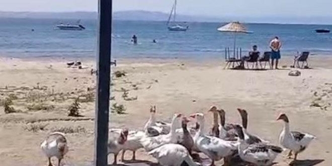 Şartlı tahliye edilen kazlar tatilcilerin ilgi odağı oldu