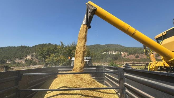 Olgunlaşma sürecini tamamlayan çeltik tarlalarında sulamanın kesilmesinin ardından biçerdöverlerle hasada geçildi.