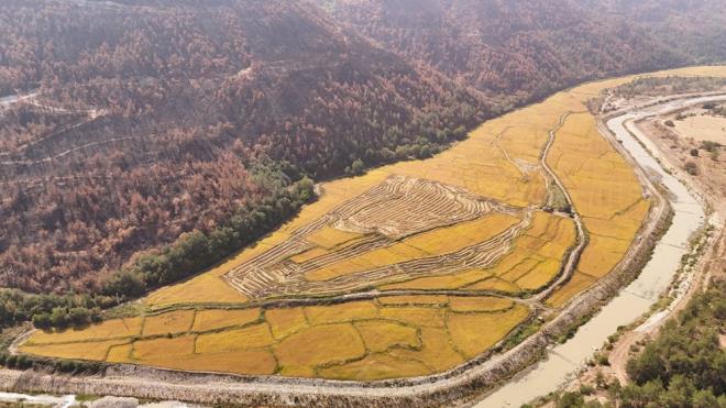 Karabük?ün en büyük çeltik üreticilerinden Halit Gömeç ve kardeşleri, merkeze bağlı Cemaller köyünde 320 dekar alanda çeltik ekimi yapıyor.