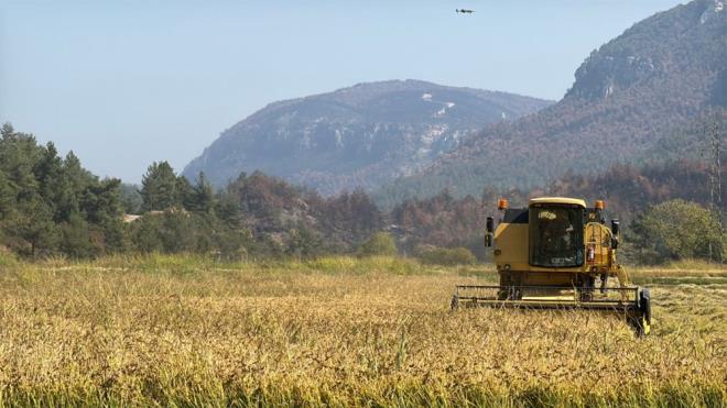 Biçilen çeltikler, römorklara yüklenerek kömürle çalışan kurutma makinelerine taşınıyor.
