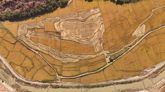 İhlas Haber Ajansı muhabirine konuşan üretici Gömeç, hasadın dün başladığını belirtti. Zorlu bir mesleği ifa ettiklerini aktaran Gömeç, hava sıcaklıkları nedeniyle verimliliğin yüzde 40 düştüğünü söyledi. Geçen yılın çeltik fiyatının 25 lira olduğunu hatırlatan Gömeç, TMO?nun bu yıl fiyatı 33-35 TL arasında tutacağını tahmin ettiklerini ve hasadın 20 gün süreceğini kaydetti