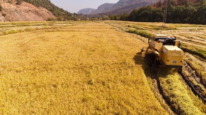 Kent genelinde yaklaşık 600 dekar alanda ekimi yapılan çeltik, bu yıl 25 liradan alıcı buluyor.