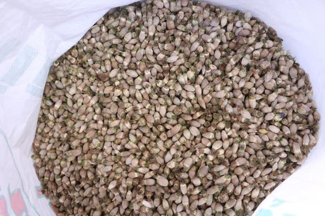 Ülkenin hemen her yöresinde özellikle de Hakkari bölgesinde yetişen kenger bitkisinin, bölgede yaz ve kış aylarında sevilerek tüketildiği belirtildi.