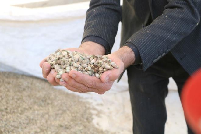 İlçe merkezinde yaşayan Mehmet Es ise kengerin ticaretini yapıp ailesini geçindiriyor. Yaz aylarından itibaren köylerde yaşayanlarla irtibat kuran ve kendisi için kurumuş kenger tohumu toplamalarını isteyen Es, tohumları satın alıyor. Biriktirdiği yüzlerce kilo kengeri kurduğu atölyede işleyip kabuklarından ayrıştıran Es, daha sonra da Irak'a ihraç ediyor.