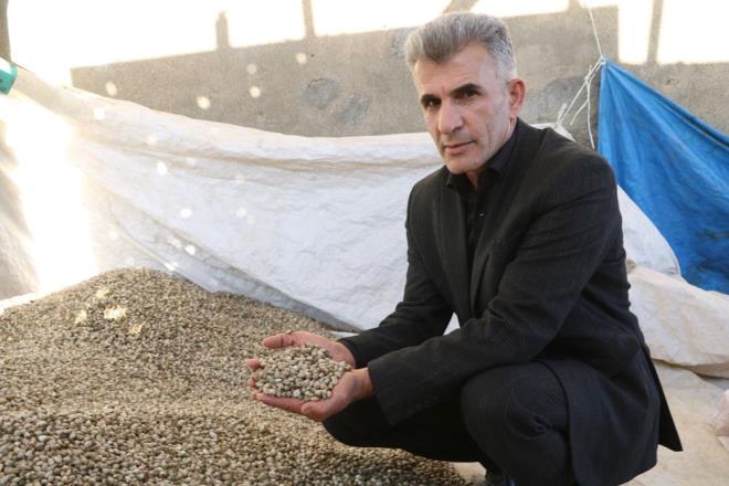 İlkbaharda bölge halkının kendine has kokusu, lezzeti nedeniyle çiğ olarak tükettiği, ayrıca otlu peynir, sakız ve yemek yapımında kullanmak üzere topladığı kenger bitkisi, sonbahar aylarında ise tohum olarak toplanıyor ve bu tohumdan kahve yapılıyor.