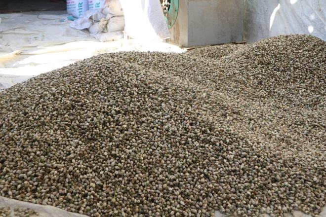 Özellikle kırsal kesimlerde bulunan köylerde vatandaşlar tarafından toplanıyor. Biz de onlardan kilosunu 450 ile 700 TL civarında alıyoruz. Buraya getirip atölyemizde ayıklıyoruz. Daha sonra ise Irak'a götürüp oradan işletmelerde kavruluyor. Ciddi bir kazancı var. Dünyanın her yerinde yetişen bir bitki. Ancak Hakkari bölgesinde yetişenler çok kaliteli" diye konuştu.